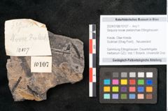 Foto (Objekt + Etikett) von Sequoia novae zeelanchiae Ettingshausen (NHMW-GEO-2024-0188-10107)